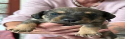Mixed Breed dogs for sale: Miniature dachshund cross cavachons in Grantham - Advert 12
