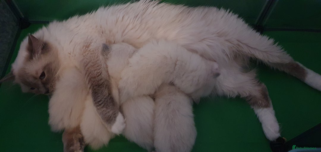 Ragdoll cats for sale: Tica registered ragdoll kittens - Advert 11