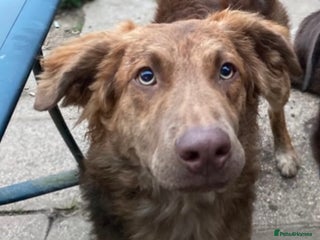 Mixed Breed dogs Beautiful loving Labrador x German shepherd - Advert 1