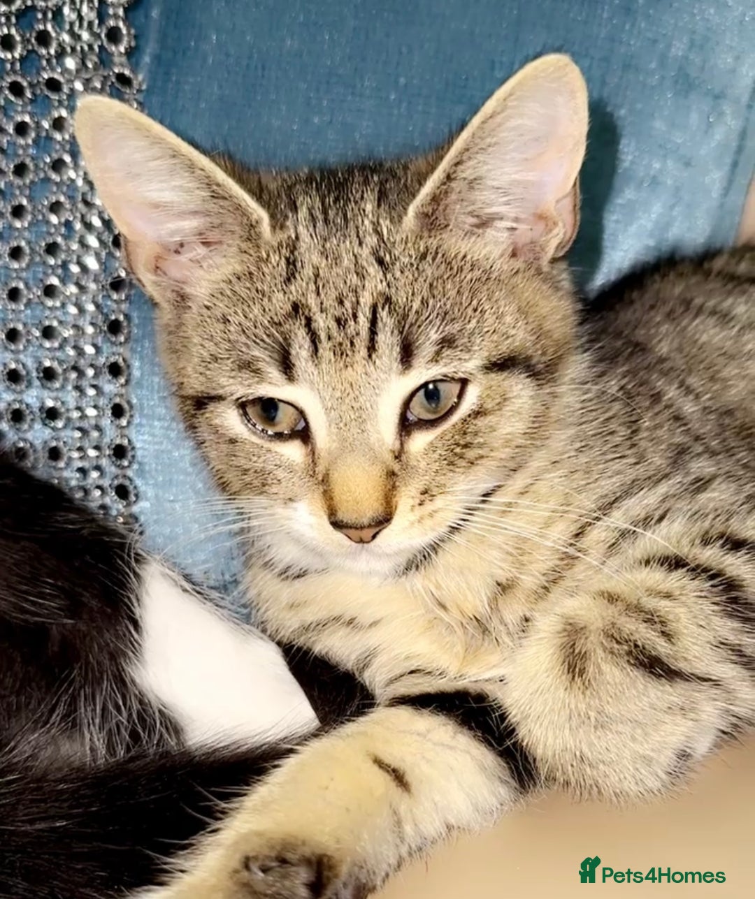 Mixed Breed cats for sale: 5 gorgeous tabby/Mixed breed kittens for sale🐾 - Image 7