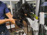 German Shepherd 5 blue collar