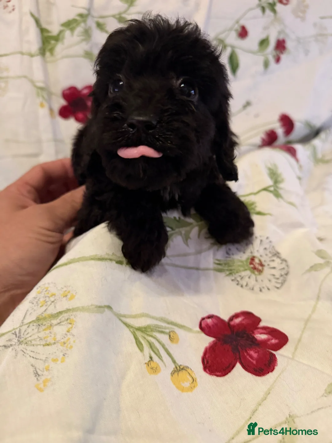 Cockapoo dogs for sale: Beautiful cockapoo puppies for sale - Advert 29