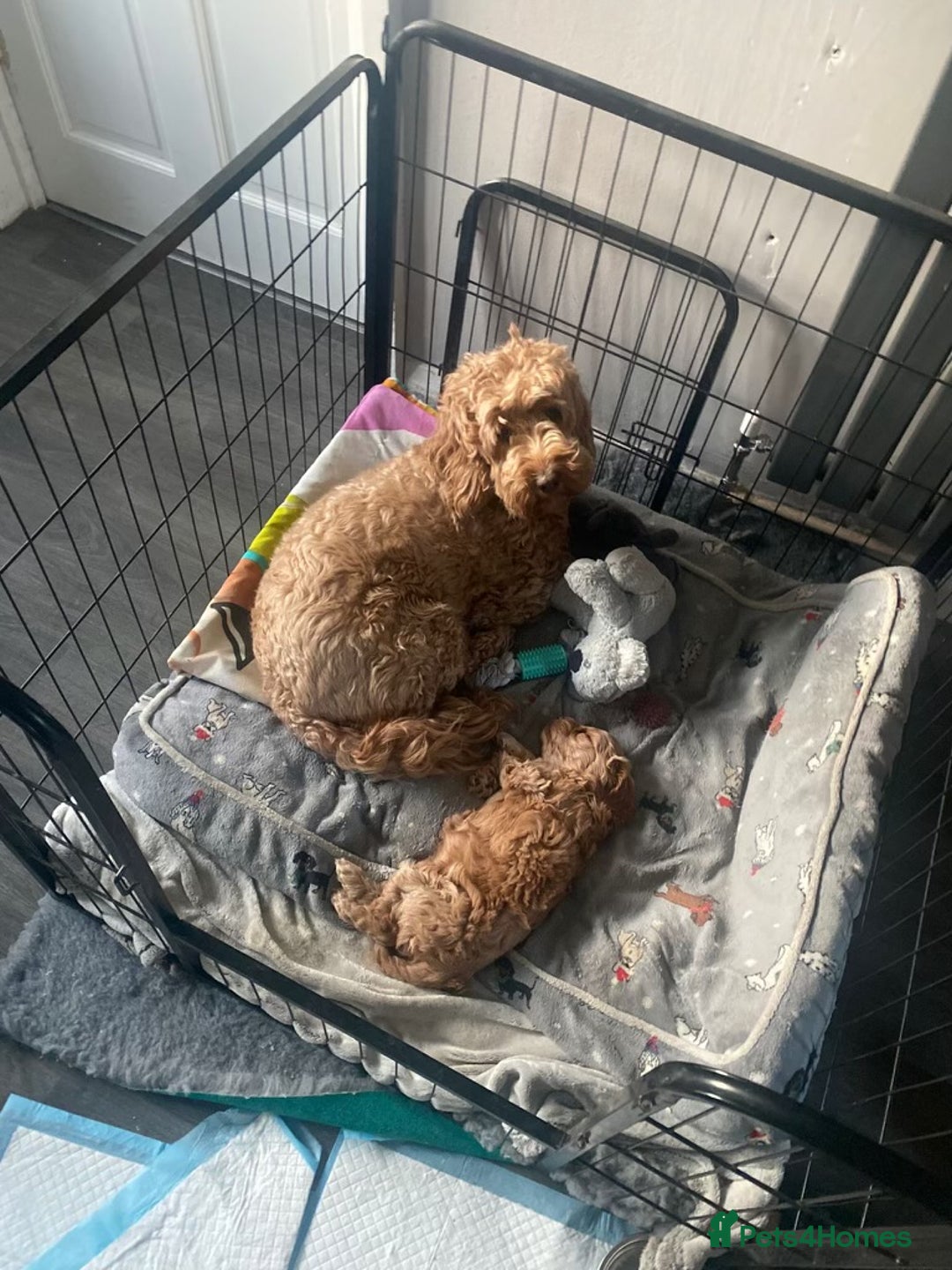 Toy Poodle dogs for stud: KC reg health tested toy poodle studs in Exeter - Advert 8