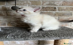 Ragdoll cats for sale: One female Ragdoll left  in Cambridge - Image 20
