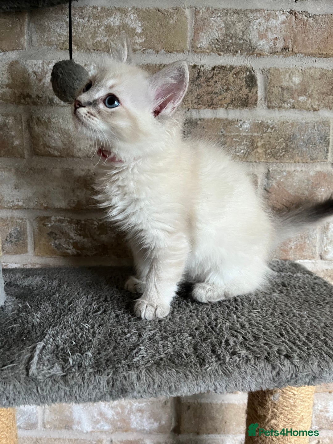 Ragdoll cats for sale: One female Ragdoll left  in Cambridge - Image 20