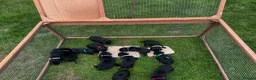 Springador dogs for sale: Springador in Droitwich - Advert 5