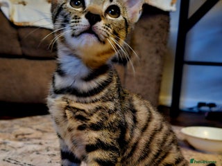 British Shorthair cats for sale: Last little one left - Advert 1