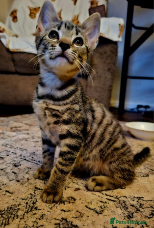 British Shorthair cats Last little one left - Advert 3