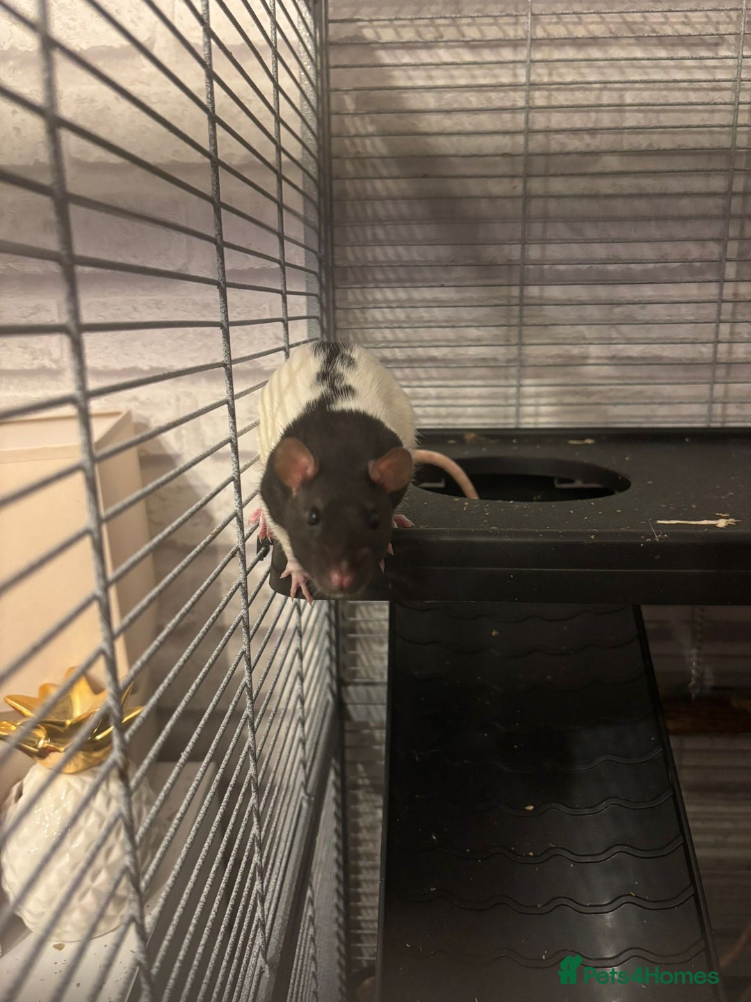 Rat rodents for sale: 4 female pet fancy rats to new home - Advert 3