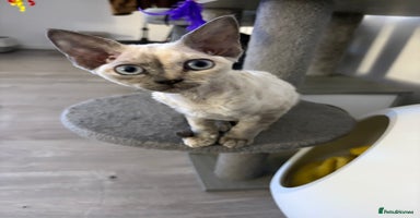 Devon Rex cats - Advert 4