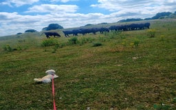 Malshi dogs for sale: ❤️ Loving Home Wanted for Our Beautiful Penny ❤️ - Image 4