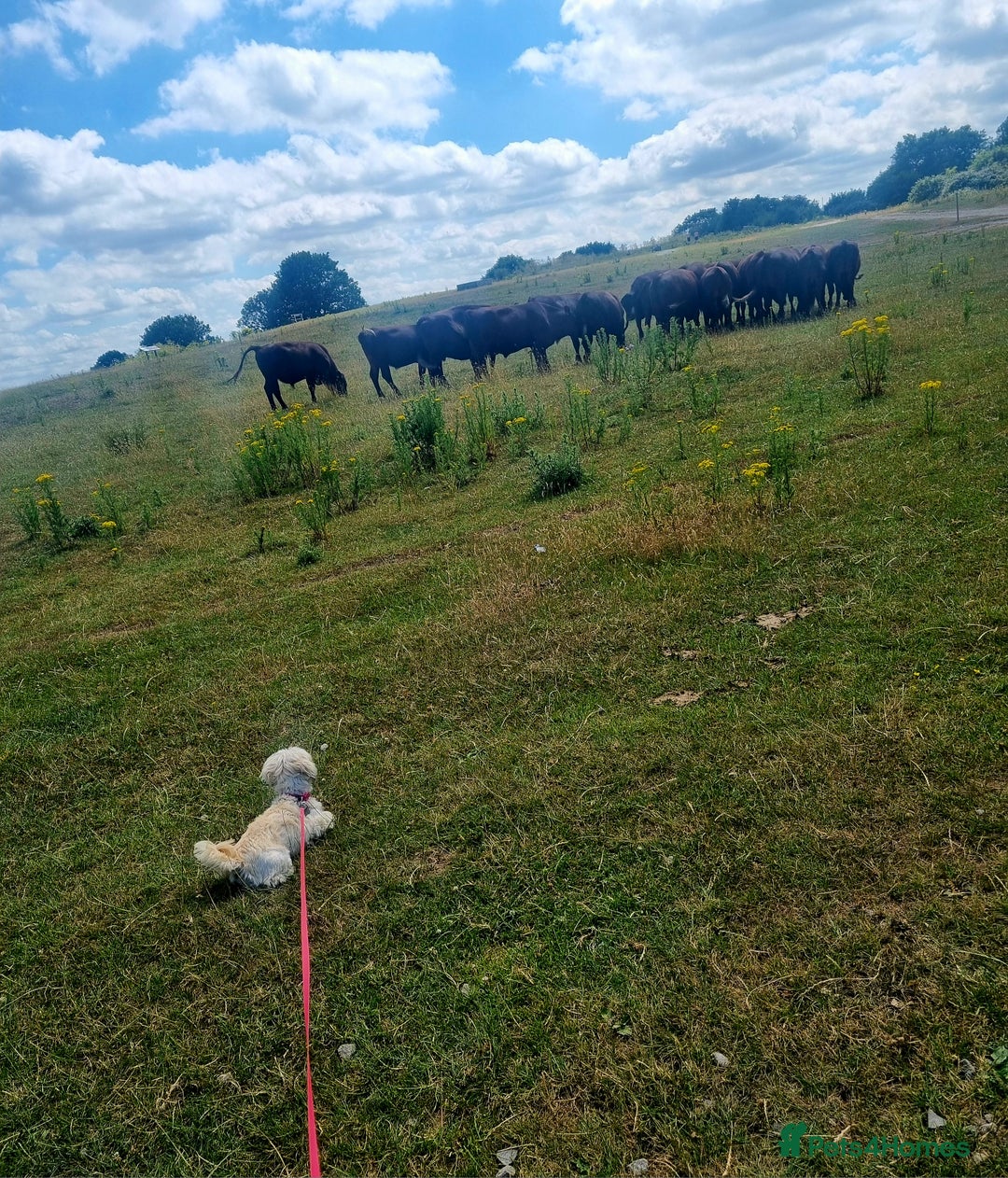 Malshi dogs for sale: ❤️ Loving Home Wanted for Our Beautiful Penny ❤️ - Image 4