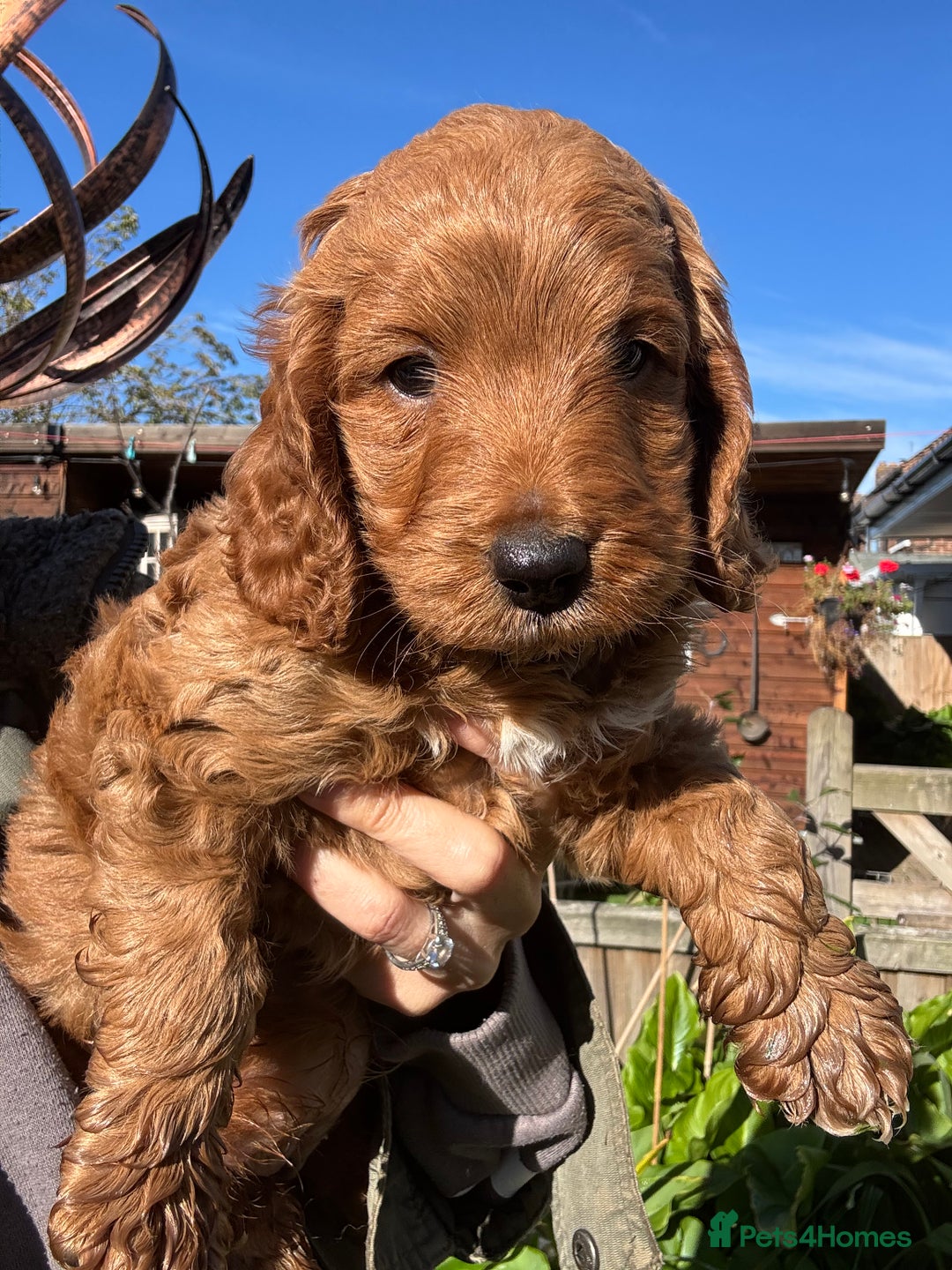 Cockapoo dogs for sale: Beautiful miniature red cockapoo girl puppy  - Image 9