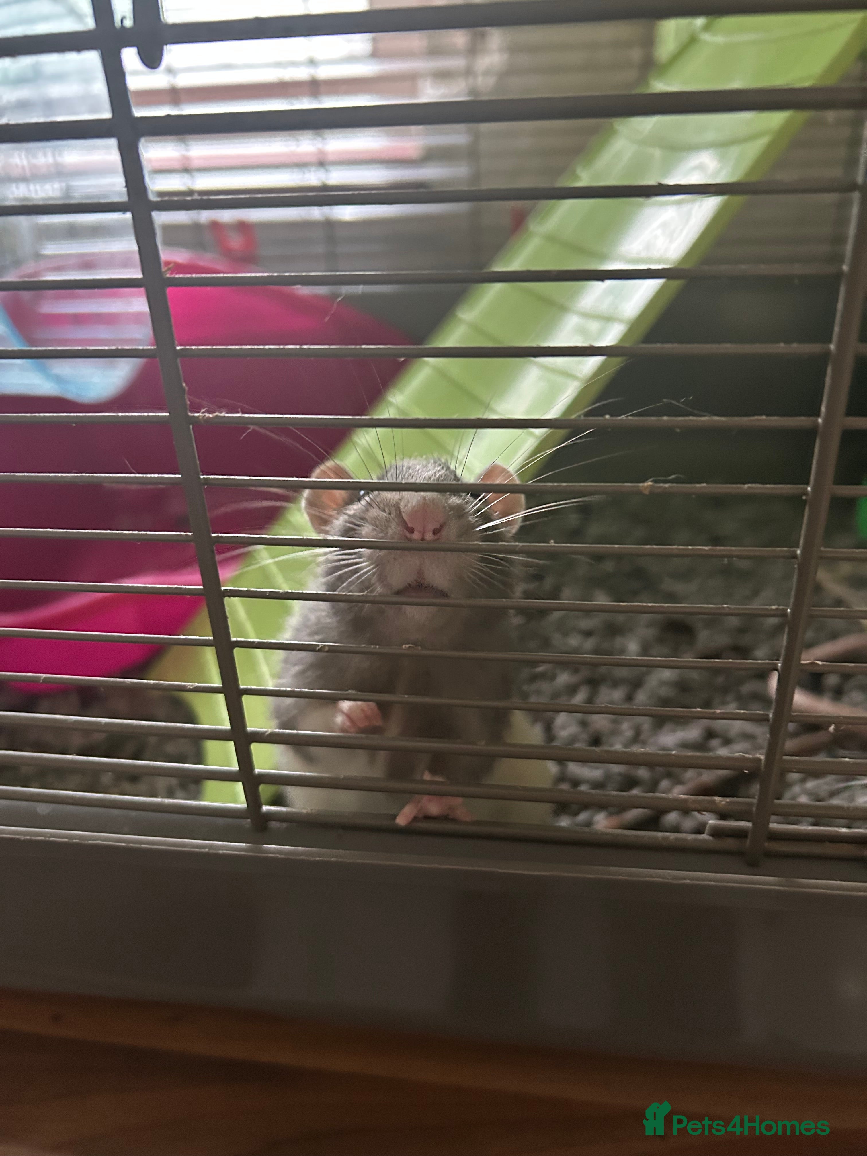 Rat rodents Large domestic Rats - Advert 2