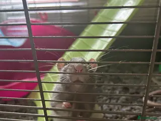 Rat rodents Large domestic Rats - Advert 2