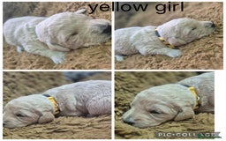 Labradoodle dogs for sale: Labradoodle muti gen f1bb - Image 14