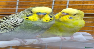 Budgerigars birds Budgies available for new homes - Advert 11