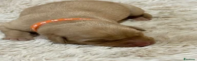 Labrador Orange collar puppy