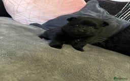 Pomeranian dogs for sale: Beautiful litter of 3 black pomeranian pups.  - Image 5