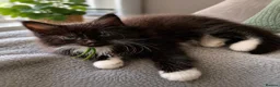 Maine Coon cats for sale: Gorgeous Reg. Maine Coon kittens from HEALTH TESTE - Advert 7