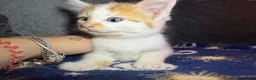Mixed Breed cats for sale: Gorgeous white ginger tabby male kitten for sale  - Advert 6
