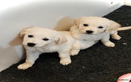 Golden Retriever dogs for sale: Beautiful Golden retriever puppies - Image 8
