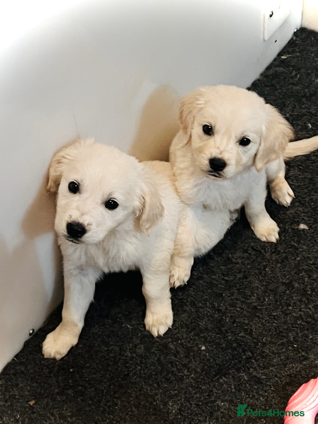 Golden Retriever dogs for sale: Beautiful Golden retriever puppies - Image 8