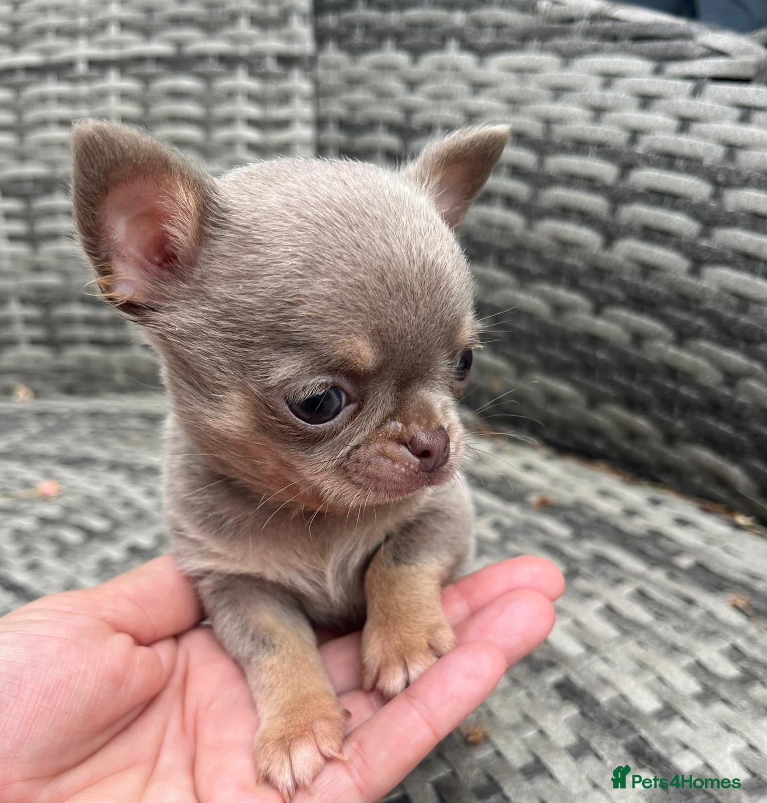 Chihuahua dogs BEAUTIFUL LILAC AND TAN BOY - Advert 22