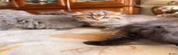 British Shorthair cats for sale: Plush rainbow litter of BSH x SF for viewing  - Advert 23