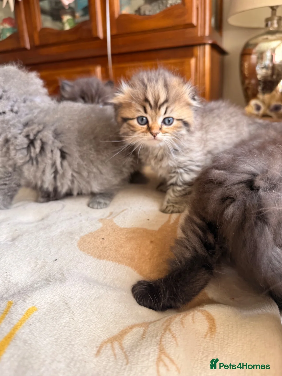 British Shorthair cats for sale: Plush rainbow litter of BSH x SF for viewing  - Advert 23