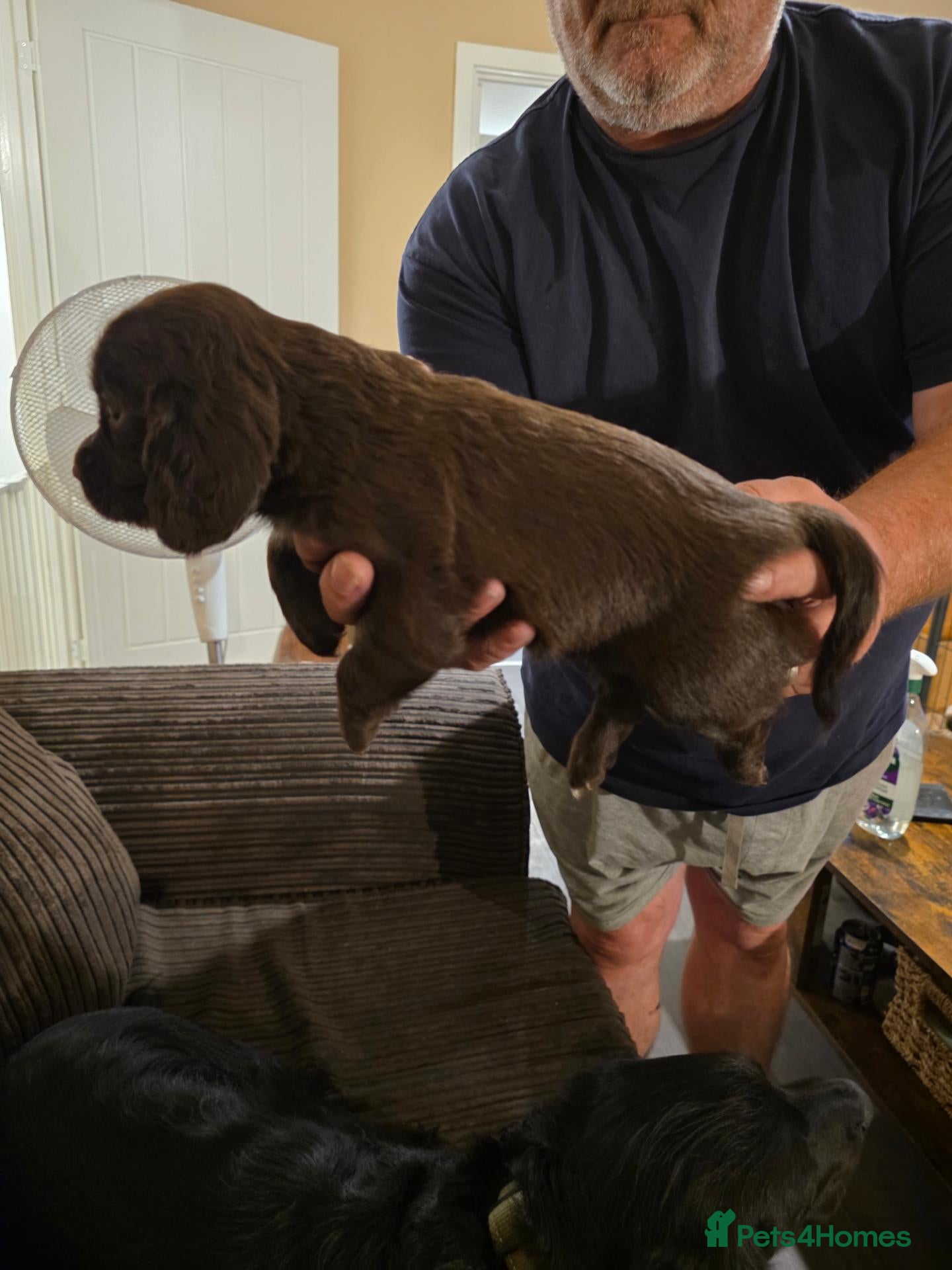 Cocker Spaniel dogs 4 beautiful cocker spaniel puppies - Advert 13