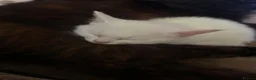 Turkish Van cats for sale: Family friendly Turkish van kittens for sale. in London - Advert 4