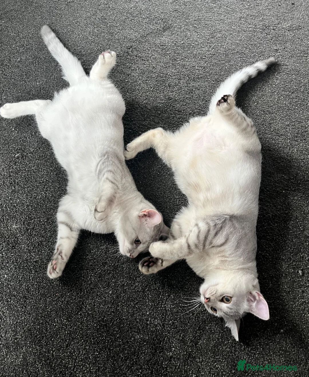 British Shorthair cats for sale: 2 boy BSH kittens left! (£500 for both) - Advert 1