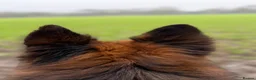 German Shepherd dogs for sale: Long coat German Shepherd - Advert 14