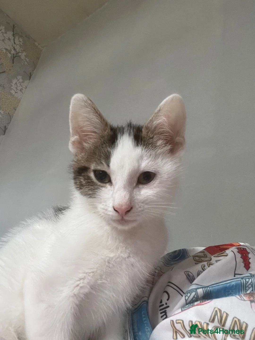 Mixed Breed cats for sale: Kittens for sale - Advert 3