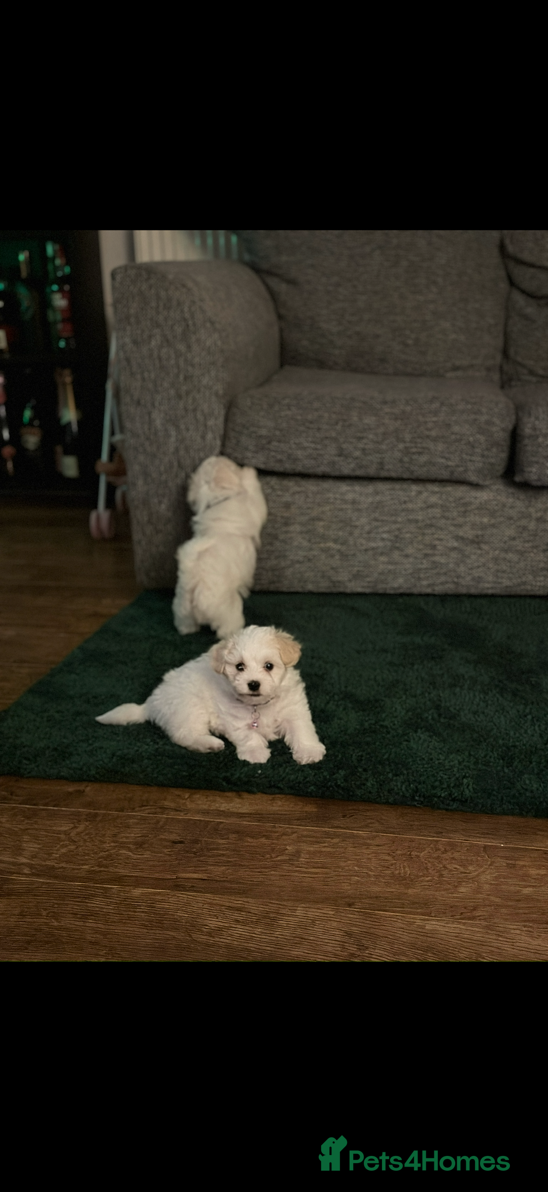 Maltese dogs for sale: Maltese bichon puppies - Advert 4