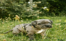 Mastiff dogs for sale: Mastiff pups  - Image 8