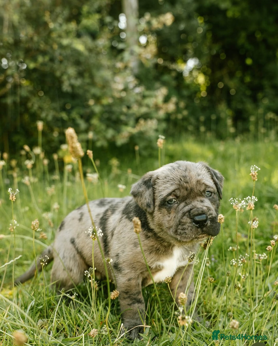Mastiff dogs for sale: Mastiff pups  - Image 8