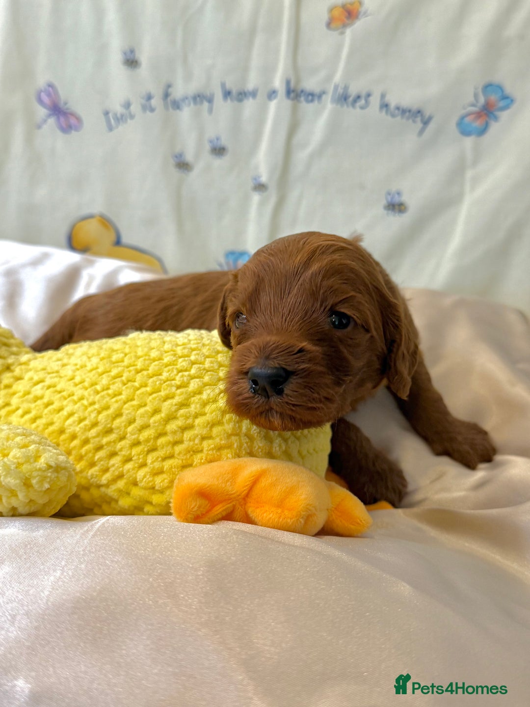 Cavapoo dogs for sale: 6 Cute Cavapoo puppies 6 - ready for homes in feb  - Advert 13