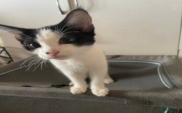 Mixed Breed cats for sale: Two kittens for sale  - Image 5