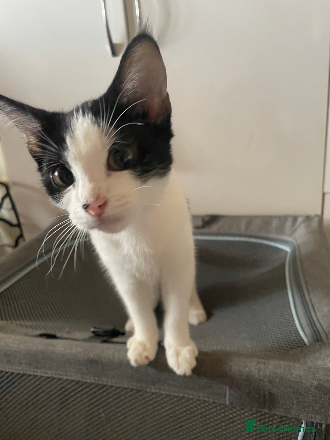 Mixed Breed cats for sale: Two kittens for sale  - Image 5