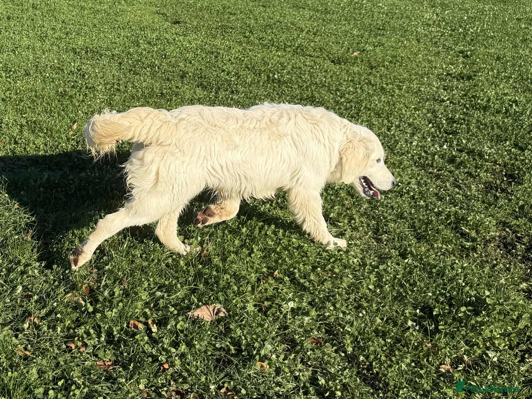 Golden Retriever dogs for sale: Stunning Golden Retriever boy.  - Advert 5