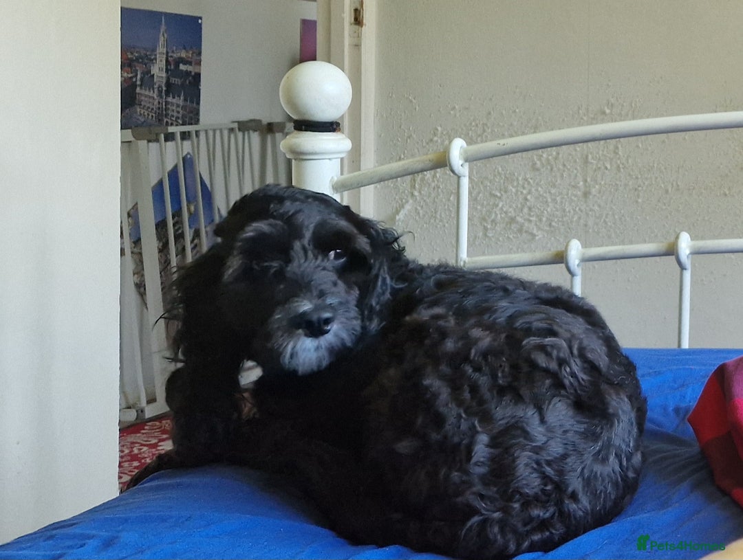 Cockapoo dogs for stud: PROVEN F1 Cockapoo for STUD in Canterbury - Image 9