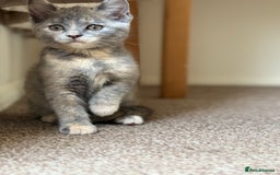 British Shorthair cats for sale: Beautiful kittens - Image 4