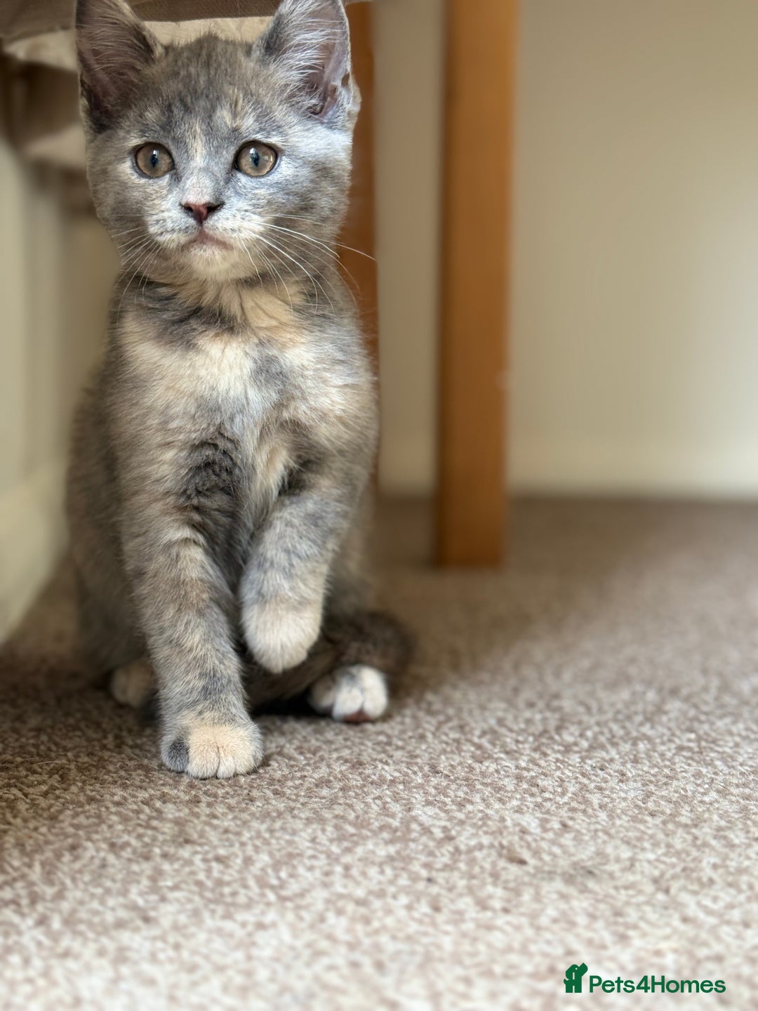 British Shorthair cats for sale: Beautiful kittens - Image 4
