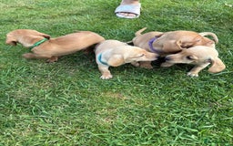 Miniature Dachshund dogs for sale: Ready now cream and red mini smooth Dachshund  - Image 9