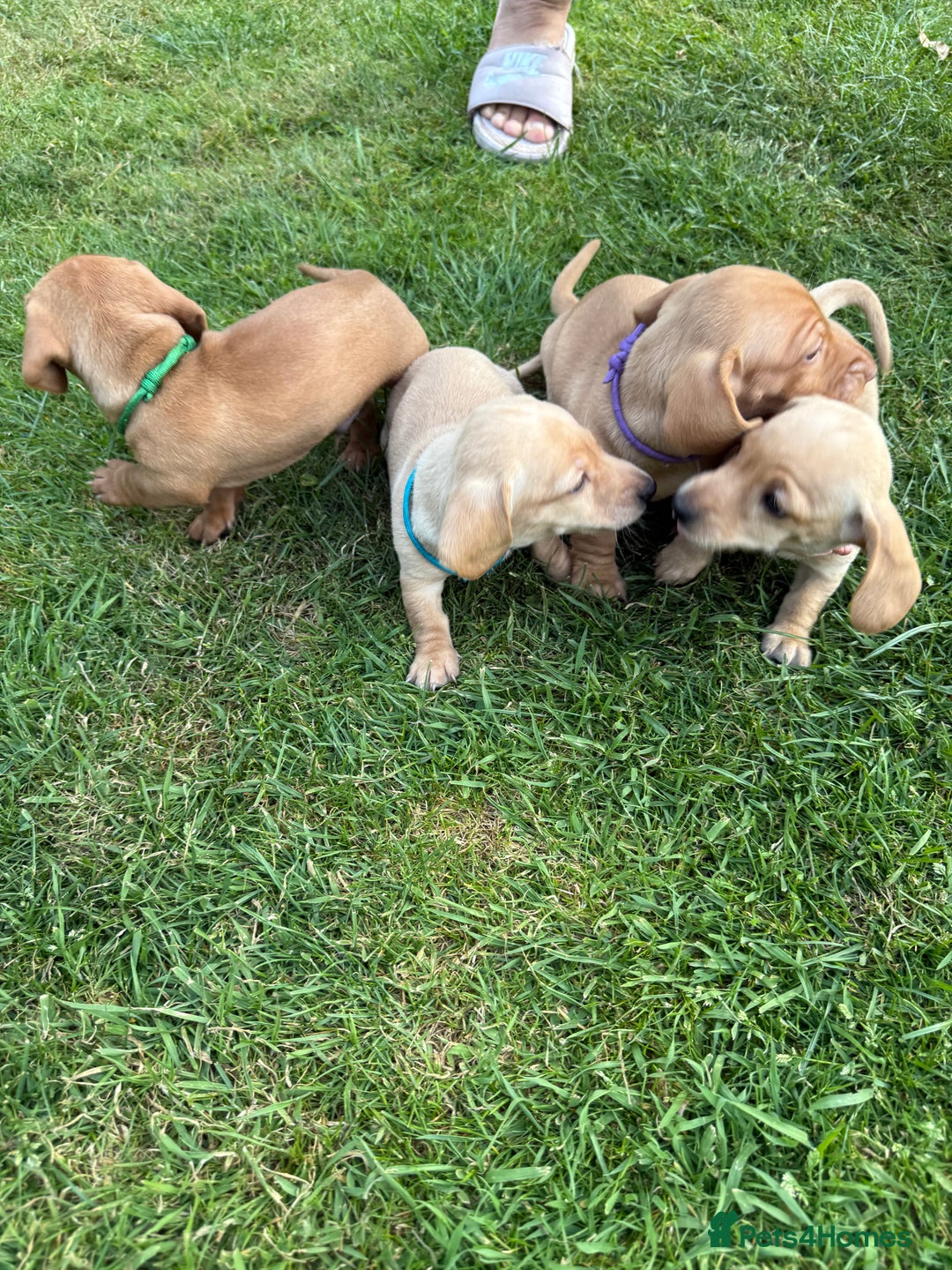 Miniature Dachshund dogs for sale: Ready now cream and red mini smooth Dachshund  - Image 9