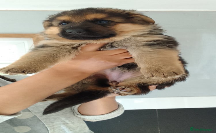 German Shepherd dogs - Advert 1