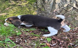 Beagle dogs for sale: KC REGISTERED SHOW TUOE BEAGLE PUPPIES  - Image 8