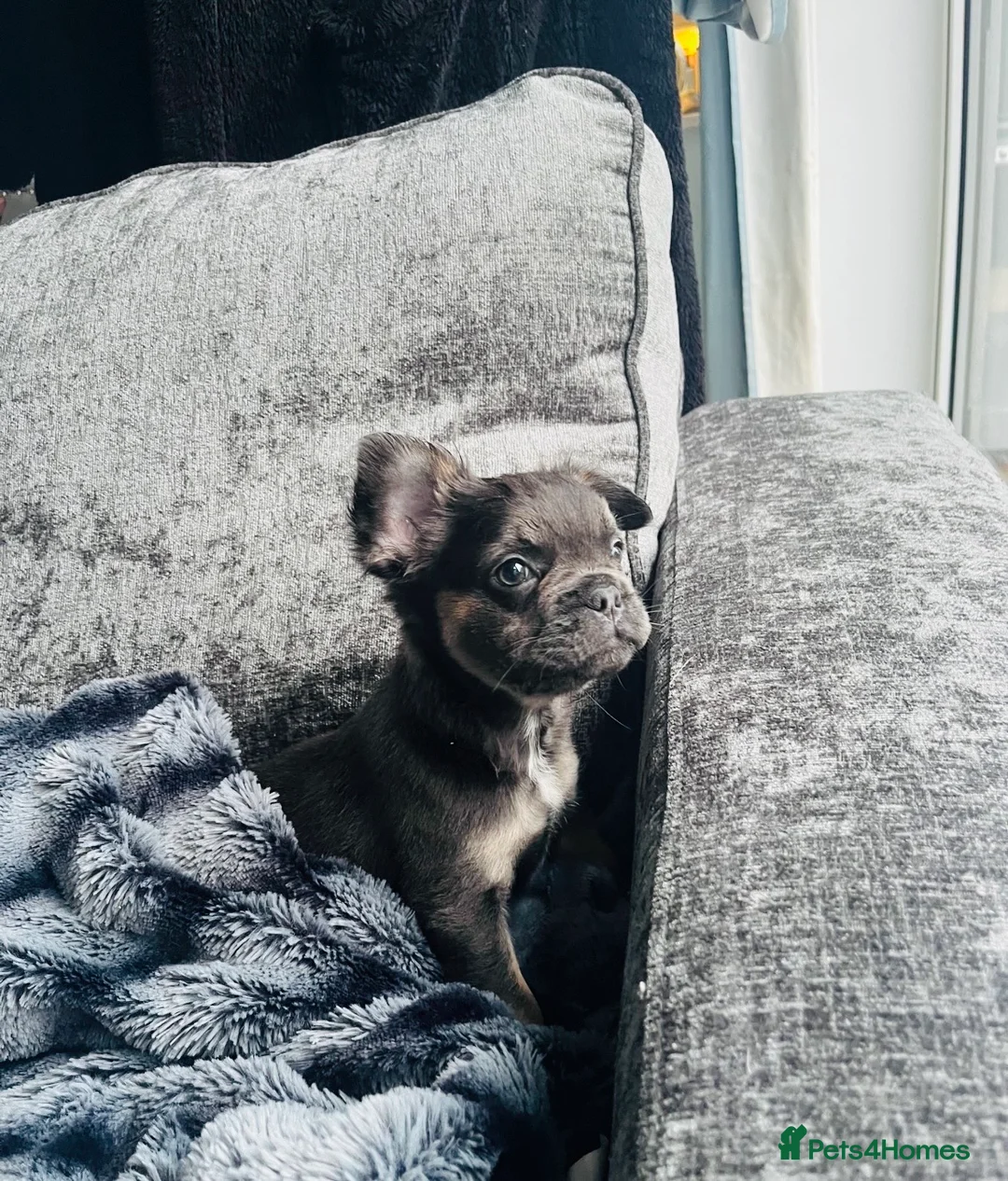 French Bulldog dogs for sale: Blue and tan frenchie girl  - Advert 4